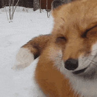 Bonk
