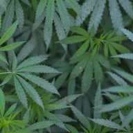 Leafers