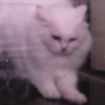 dhgfzdfhzh