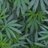 Leafers